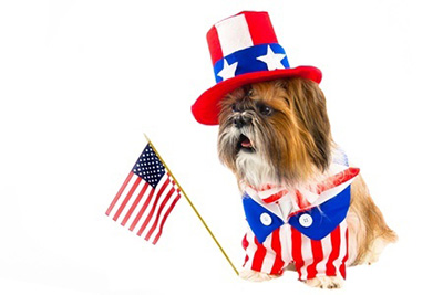 Puppy in Uncle Sam Costume